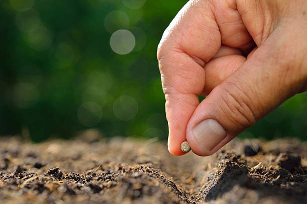 Assorted agricultural seeds